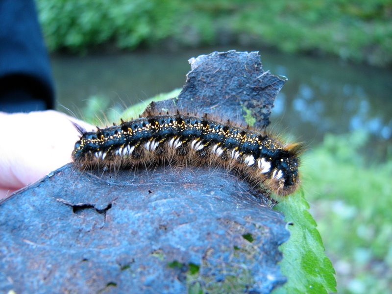 2009 Marais de la Voise 20